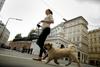 Na Dunaju lahko lastniki svoje pse sprehajajo le trezni