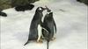 Gejevska pingvina dobro skrbela za jajce in postala rejniška starša