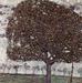Avstrija je napačno Klimtovo platno vrnila napačni judovski družini