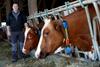 Švica: mednarodna zakonodaja ostaja pred švicarsko, krave pa brez rogov