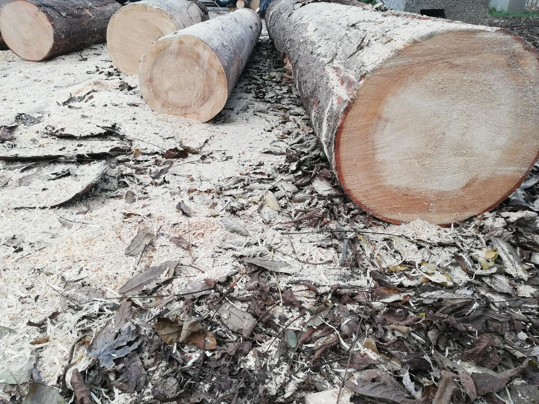 Sečnja in spravilo lesa morata biti po navodilih zavoda opravljena tako, da bo gozd poškodovan v čim manjši meri. (Fotografija je simbolična.) Foto: MMC RTV SLO