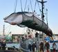 Japonska bo znova začela komercialni kitolov