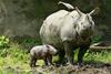Vnovični cunami bi ogrozil celotno vrsto javanskega nosoroga 