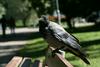 Sive vrane: so bistroumne prebivalke mest popestritev ali nadloga?