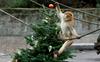 Živali v berlinskem živalskem vrtu razveselili s posladki na drevescih
