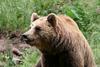 Odločitev glede zakona o odstrelu volkov in medvedov je politična 