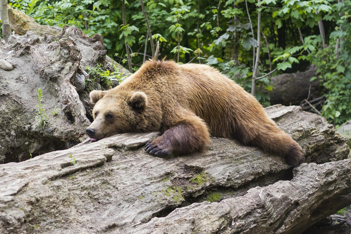 Hipotetično bi lahko preselili vseh 200 medvedov, a kdo jih bo vzel? Foto: Pixabay