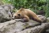 Lovci interventno odstrelili že 62 medvedov