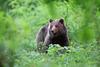Letos dovoljen odvzem največ medvedov do zdaj – lovci jih bodo lahko odstrelili 230