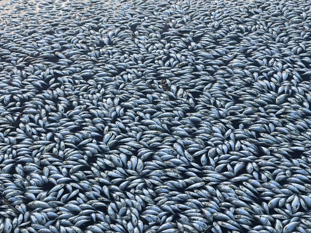 Onesnaževanje in pretiran ribolov ogrožata biotsko raznovrstnost. Foto: EPA
