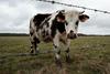 Na Poljskem preiskava klavnice, kjer so klali bolne krave