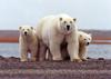 Na ruskem otočju izredne razmere zaradi severnih medvedov