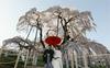 Japonska v pričakovanju čarobnega cvetenja češenj