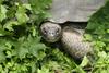 Na otočju Galápagos odkrili vrsto želve, ki je niso videli več kot 110 let