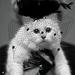 Mačka Karla Lagerfelda 