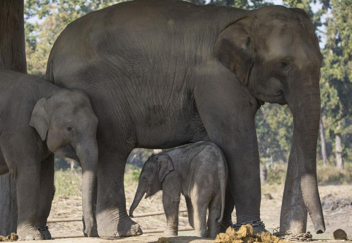 Slon ni le žival, ki dolgo skrbi za svoje potomce, dolgo traja tudi brejost ‒ okrog 95 tednov. Foto: EPA