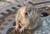 Gasilska akcija: reševanje porejene podgane, ki je obtičala v jašku