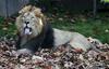 Češka: Lev, ki je bil zaprt na vrtu družinske hiše, ubil svojega lastnika