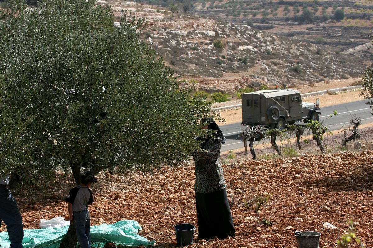 Zid močno negativno vpliva na kmetovanje Palestincev, ki ne morejo dostopati do svoje zemlje ali pa lahko do nje dostopajo le nekaj dni na leto. Zaradi tega so njihovi prihodki močno upadli, kar dodatno poslabšuje gospodarske razmere na zasedenem ozemlju. Od pridelave oliv in oljčnega olja naj bi bilo na Zahodnem bregu odvisnih med 80.000 in 100.000 družin, ob tem pa ta sektor zaposluje še veliko nekvalificiranih delavcev. Foto: EPA