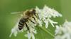 Svetovni dan čebel poudarja pomen vseh opraševalcev