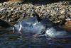 Pri Sardiniji odkrili kitovko z 22 kilogrami plastike v želodcu