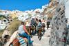 Santorini poziva turiste, naj ne jahajo že povsem pohabljenih osličkov