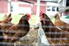 Delavne nemške kokoši - skoraj vsak dan izvalile jajce