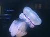 Foto: V piranskem akvariju zdaj na ogled tudi bazen z meduzami