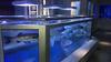 Piranski akvarij prenesen na primorsko univerzo, s tem naj bi bil rešen pred zaprtjem