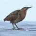 Skrivnostna ptica bobnarica, ki gnezdi le na Cerkniškem jezeru