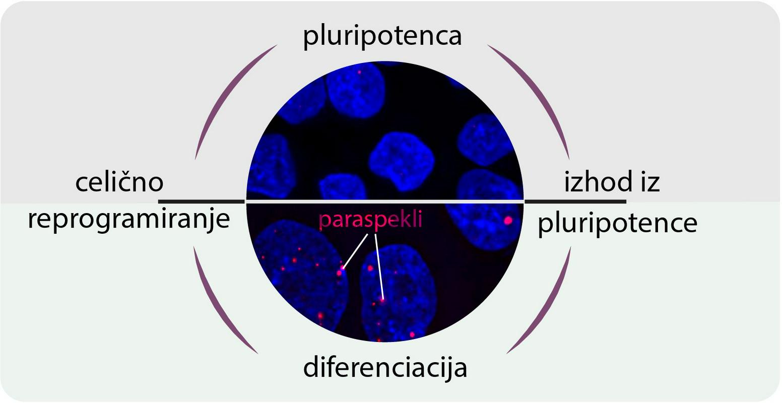Prehod med pluripotenco in diferenciranimi celičnimi stanji določata protein TDP-43 in paraspekli, ugotavlja raziskovalna skupina. Foto: Miha Modic