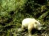 Ne, to ni severni medved, to je albino panda