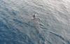 V Dalmaciji plava mladič morskega psa, ki pa ljudem ni nevaren