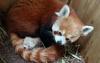 V Halleju skotitev redke živalske vrste – mačjega panda