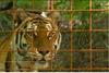 Zasebni živalski vrt v Horjulu rešil tri sibirske tigre