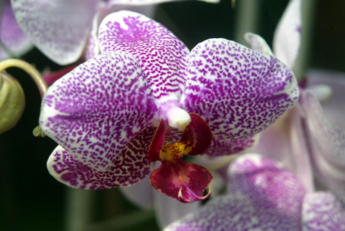 V podjetju vzgajajo orhideje. Foto: BoBo