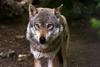 Odločitev sodišča EU-ja: Odstrel volkov je skrajno sredstvo 