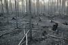Gozdnim požarom v Sibiriji ni videti konca 