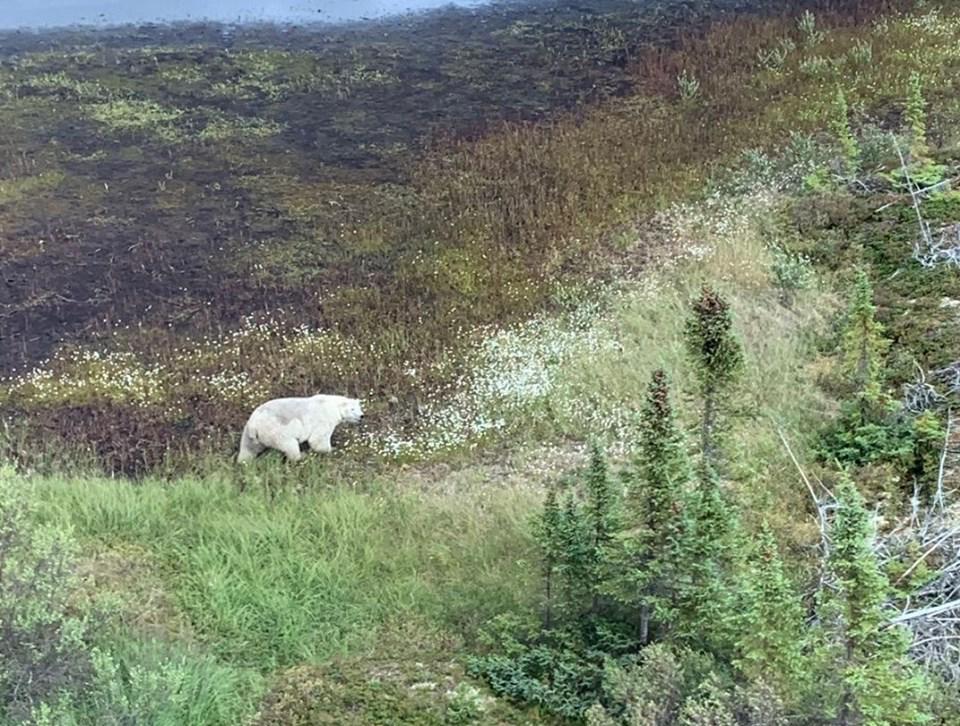Policija je na območju Gillama namesto ubežnikov našla zgolj severnega medveda, ki zdaj še dodatno otežuje iskalno akcijo. Foto: RCMP