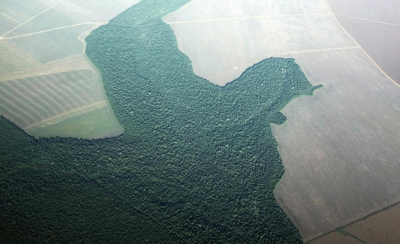 Krčenje amazonskega deževnega gozda je največje do zdaj. Foto: Reuters