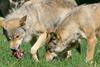 Lovci: Odstrela volka ni mogoče izvesti 