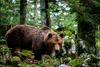 Rjavi medved je pomemben del biotske raznovrstnosti Slovenije, zato se bo izvajalo njegovo varstvo