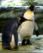 Pingvinja samca v berlinskem živalskem vrtu posvojila jajce