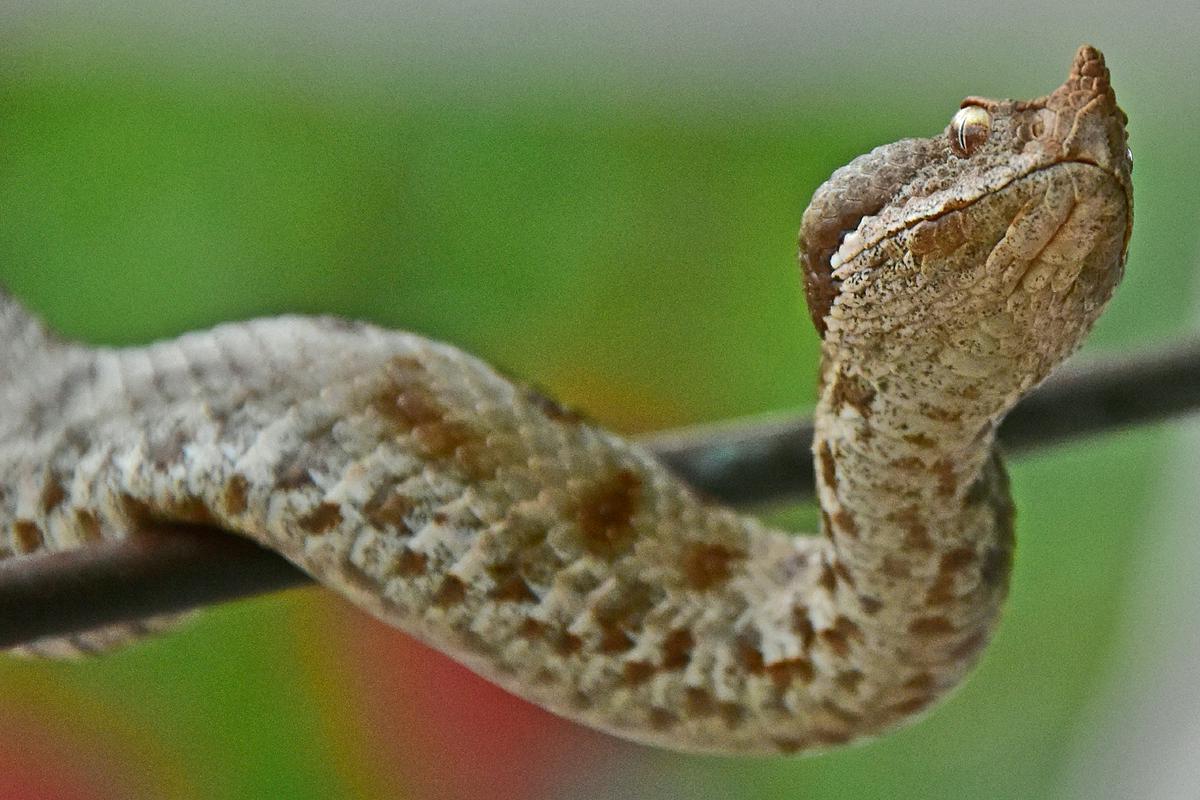 Zakaj se ljudje bojijo kač?