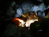 Poljaka v jami pri Sežani našla truplo