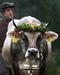 Avstrijska policija išče tatove kravjih zvoncev