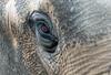 Šest žrtev v hudi nesreči slonov na Tajskem