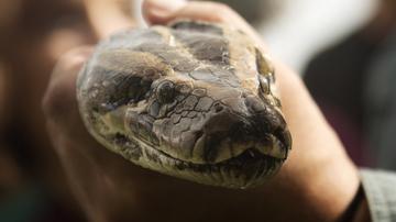 Avstrijca na stranišču presenetila kača