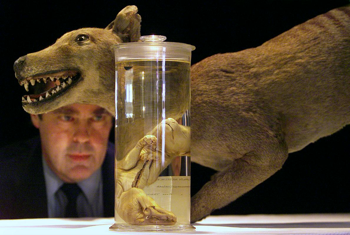 Avstralski muzej je leta 2002 repliciral DNK tasmanskega tigra, kar bi v prihodnosti lahko omogočilo oživitev populacije te skrivnostne živalske vrste. Foto: Reuters