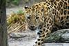 Amurski leopard - čudovita, najredkejša mačka na svetu